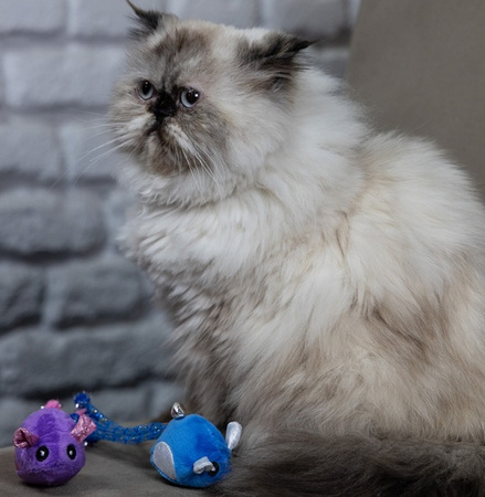 Dingo Zabawka dla kota - Myszki Tota i Upek 2szt