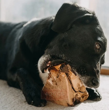 4DOGS GRYZAK DLA PSA Z KORZENIA WRZOŚCA XL