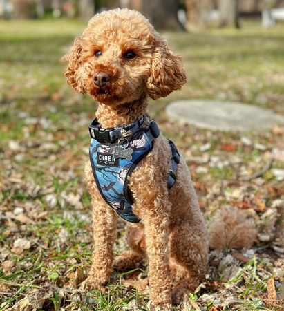 CHABA SZELKI BEZUCISKOWE STORY M TRANSYLVANIA 1,6/34-48cm wysyłka 24H (1G)