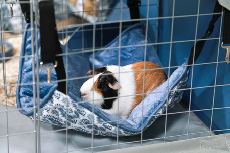 ZOLUX Wybieg dla kawii domowej Neopark NEOLIFE kol.niebieski 105x105x35