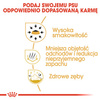 Royal Canin Chihuahua Adult karma sucha dla psów dorosłych rasy chihuahua 1,5kg