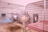 ZOLUX Klatka dla małych gryzoni Panas Colour 50 kol. różowy