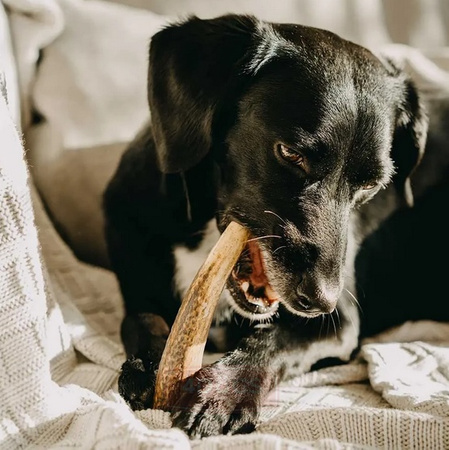 4DOGS Gryzak z poroża XS hard