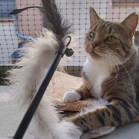 Dingo Zabawka dla kota - Wędka Jungle