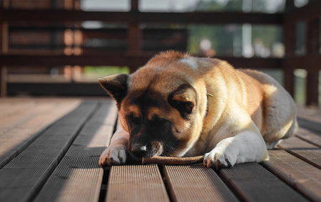 ZOLUX Przysmak naturalny dla psa Poroże jelenia HARD, waga psa powyżej 20 kg
