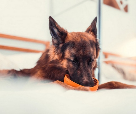 LickiMat Wobble Miska głęboka Jeżyk miękka pomarańczowa