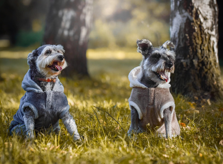 Zolux Sweterek TEDDY T35 kol. brązowy
