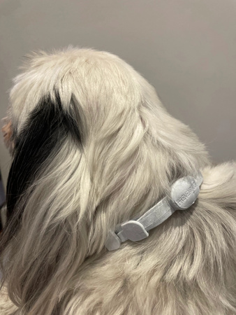 FRANCODEX PL Obroża na kleszcze PREVENDOG 35 cm dla psów do 5 kg - 2 szt