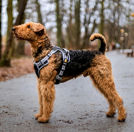 Dingo Szelki bezuciskowe Dynamic S czarne