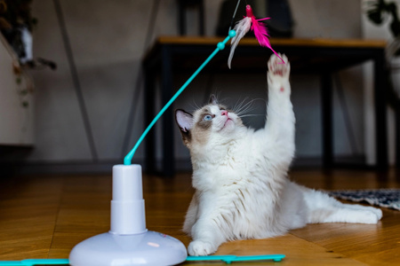 ZOLUX Zabawka dla kota interaktywna Cat Player 2 34,5 cm