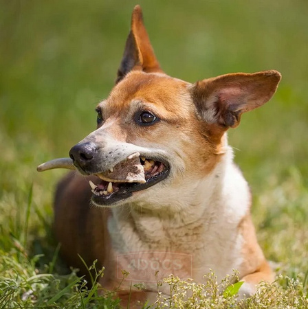 4DOGS Gryzak z poroża M hard