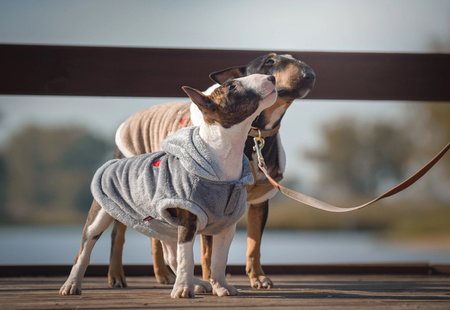 Zolux Sweterek TEDDY T35 kol. szary