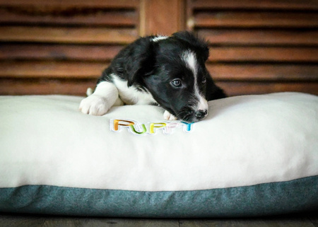 Zolux Poducha dla szczeniąt owalna Pearl PUPPY 70 cm