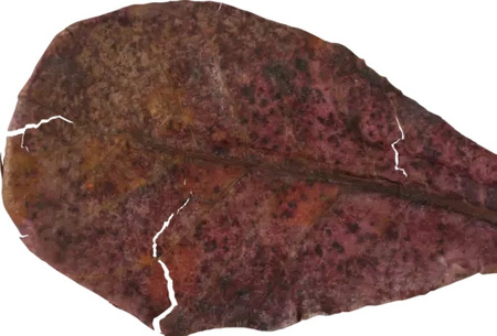 ZOLUX Liście migdałecznika właściwego x14 ograniczają rozwój grzybów