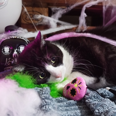 Dingo Zabawka dla kota - Wędka Upiorek