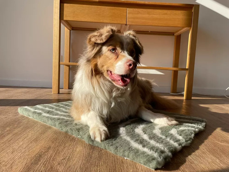 Zolux Dry bed posłanie izolujące dla psa wzór łuków 50x70 cm