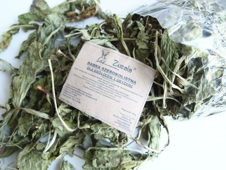 ZUZALA  BABKA SZEROKOLISTNA