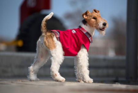 Amiplay Bluza Winston szara 40cm