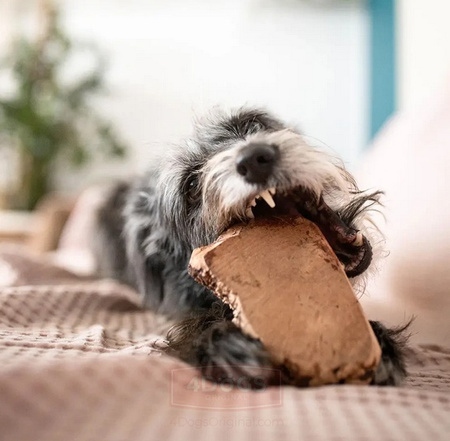 4DOGS GRYZAK DLA PSA Z KORZENIA WRZOŚCA XL