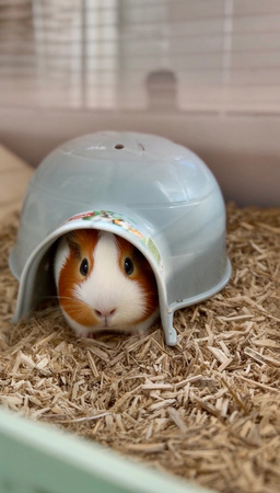 ZOLUX Domek igloo dla gryzonia plastikowy COSY duży niebieski