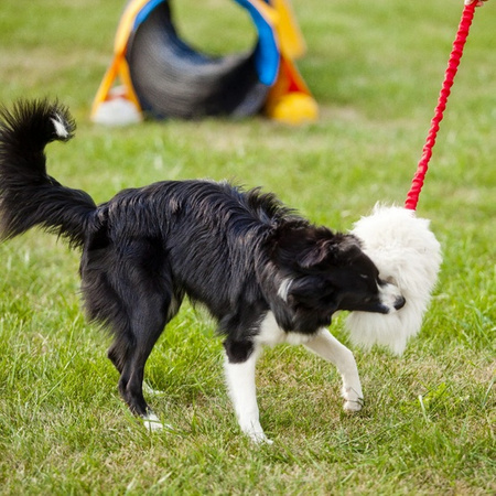 Dingo Zabawka dla psa - Szarpak Naturalne futro owcze bungee czarny