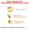 Royal Canin Yorkshire Terrier Adult karma sucha dla psów dorosłych rasy yorkshire terrier 3kg