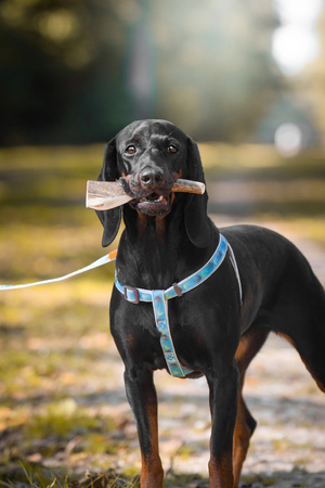 Zolux Smycz dla psa wytrzymała IMAO TAIGA 20 mm/1,2 m kol.niebieski