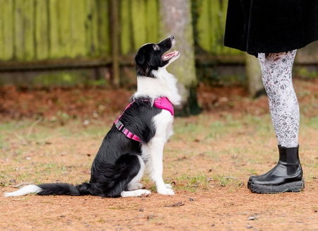 CHABA Szelki Guard Comfort Classic S fuksja