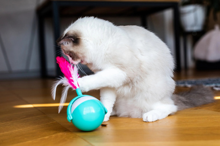 ZOLUX Zabawka dla kota interaktywna Cat Player 1 24,5 cm