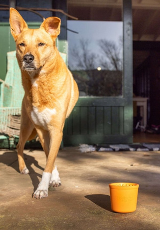 LICKIMAT Yoggie Pot pomarańczowy