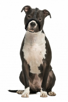 Grande Finale Kaganiec dla psa pekińczyk rozmiar 5 (26-33cm)