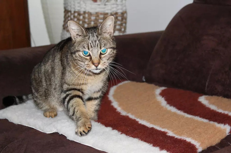 Zolux Dry bed posłanie izolujące dla psa i kota wzór tęczy 50x60 cm