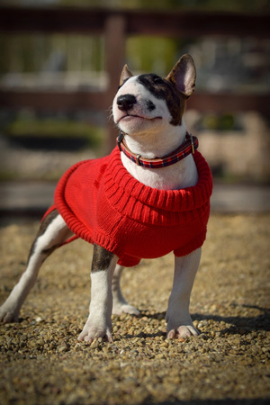 Zolux Sweterek LEGEND T35 kol. czerwony