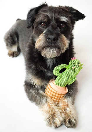 Dingo Zabawka dla psa - Kaktus Dolores 19cm