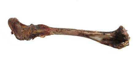 ARAMI B KOŚĆ JELENIA DUŻA