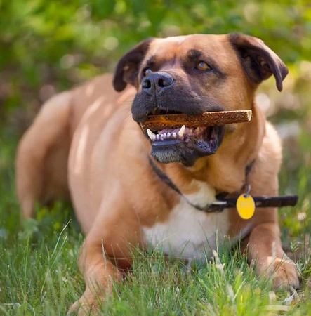 4DOGS GRYZAK POROŻE JELENIA L+ (EASY) /25