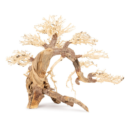 Tonące drzewo Bonsai nr 13  50x40