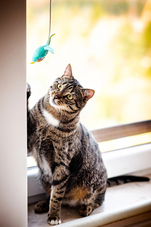 Zolux Zabawka dla kota wędka piłka KALI kol. zielony 40 cm