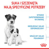 Royal Canin Mini Starter Mother&Babydog karma sucha dla szczeniąt do 2 miesiąca i suk karmiących ras małych 1kg