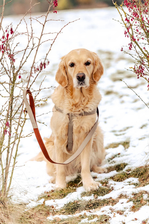 Zolux Smycz dla psa elegancka IMAO MAYFAIR 25 mm/1,2 m kol. szary