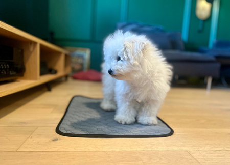 ZOLUX Mata higieniczna wielokrotnego użytku L 90x60 cm