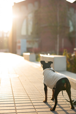Zolux Sweterek LEGEND T30 kol. beżowy