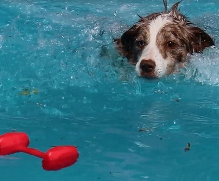 Clix Dumbbell Aport średni