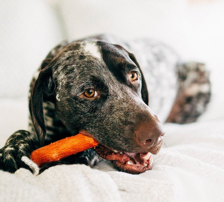 PETSTAGES DOGWOOD MESQUITE MEDIUM PATYK 30144