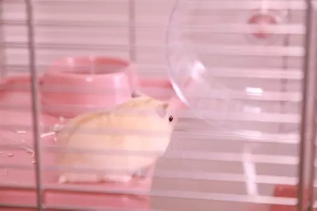 ZOLUX Klatka dla małych gryzoni Panas Colour 50 kol. różowy