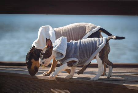 Zolux Sweterek TEDDY T40 kol. brązowy