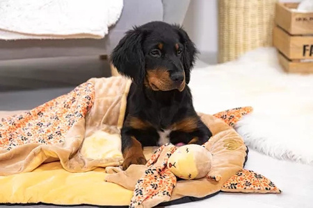 Zolux Zabawka pluszowa dla psa CHIQUITOS leniwiec ze sznurkiem 12x7,7x22,5