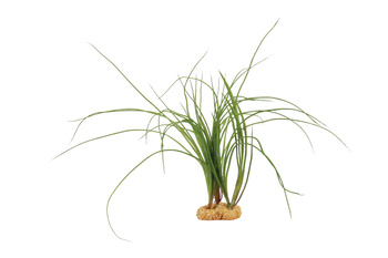 ZOLUX Ozdoba do akwarium rośliny Tropical 35,5 cm