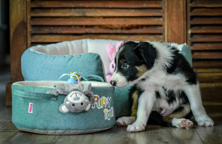 *- ZOLUX Legowisko PUPPY 45 cm 48x43x22 cm