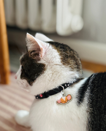 ZOLUX Obroża dla kota z zawieszką w kształcie myszy CHATOUILLE czarna